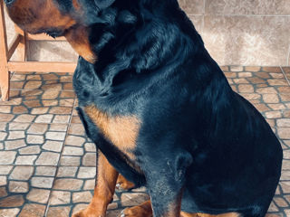 Rottweiler