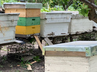 Albinele se vind sănătoase ! foto 1