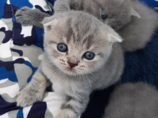 Cei mai draguti Scottish Fold/Straight foto 3