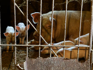 Vând porci de casă viu 60 lei kg foto 3