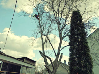 Arborist! se taierea copacilor in spatii închise ! foto 5