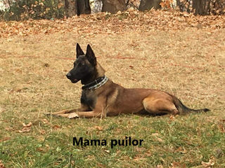 Belgian Malinois de vinzare foto 3