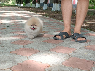 Карликовый(Mini toy) Pomeranian Spitz foto 8