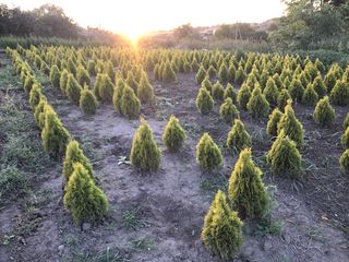 Avem în vânzare Thuja -Smaragd, Columna, Biota, Smaragd Gold,Wodwardi,Globoza,Dancia . foto 7