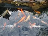 Karp-Koi peşti de vânzare ( avem și micuți ) foto 10