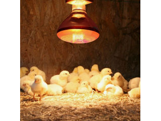 Lampă cu infraroșu pentru încălzirea păsărilor și animalelor NAVIGATOR, reflector R125, 150 W, E27 L foto 9