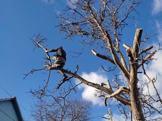 Уборка огорода Сада Территории Taiem copaci foto 7