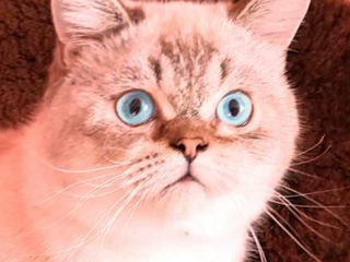 Motan Golden Chinchilla Point (Blue eyes) pt împerechere foto 4