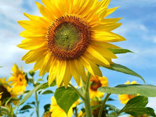 Floarea soarelui foto 1