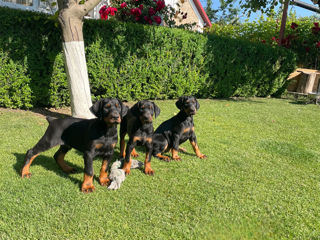 Doberman  foto 4