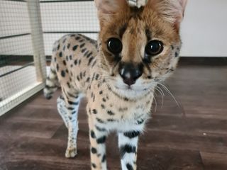 Serval foto 1