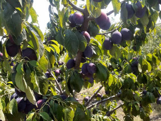 Prune pentru vânzare