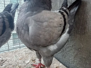 Porumbei фото 6