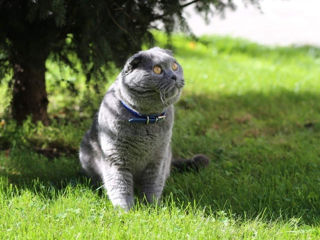 Motan scottish fold,invita la monta!Клубный кот,с регалиями - приглашает на вязку! foto 3