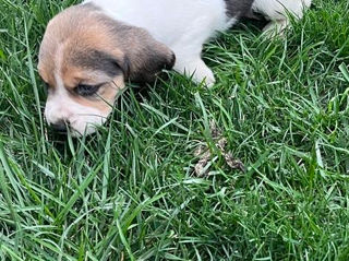 Se vând cățeluși rasa Beagle foto 2