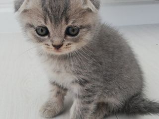 Cei mai draguti Scottish Fold/Straight foto 1