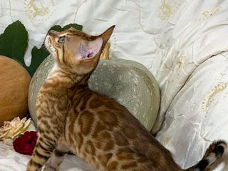 Bengal kittens. foto 9