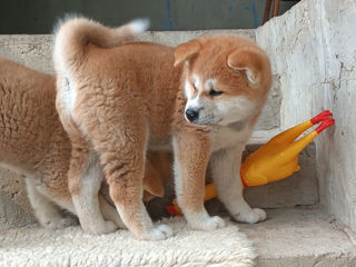 Akita  foto 0
