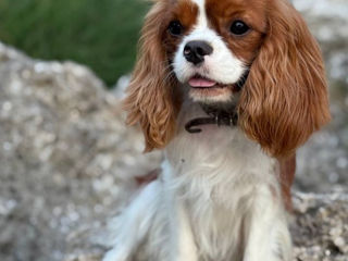 Кавалер чарльз кинг спаниель Cavalier King Charles Spaniel foto 5