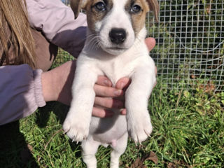 Vînd urgent căţeluși!!Jack Russel Terier