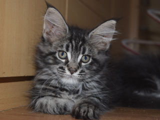 Main Coon fete si băieți disponibili foto 5