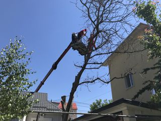 Îndepărtarea și tăierea arborilor periculoși. Ieftin !!! Дёшево foto 2