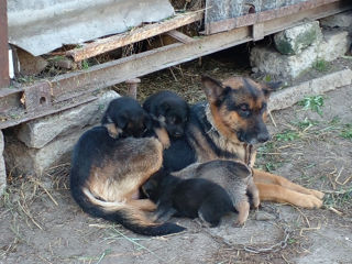 Vând 4 Căței mama e Germană tata e Belgian foto 2