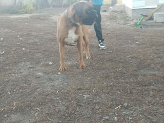 Boxer foto 2