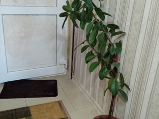 Ficus