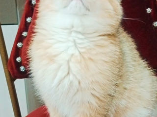 Scottish fold foto 3