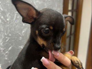 Cățeluși de buzunar! foto 0