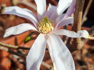 Magnolie !!! foto 2