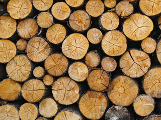 lemn Cireș la preț normal foto 2