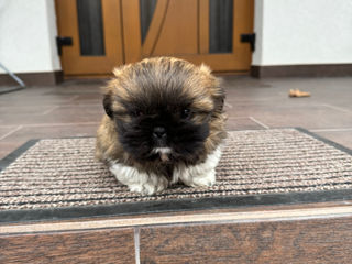 Shih Tzu foto 3