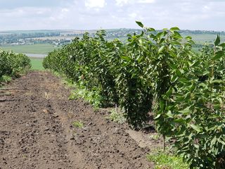 14 ha livadă prun și cireș la traseu 5 ani foto 3