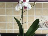 Орхидей гигант foto 9