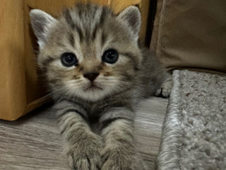 Scottish Fold și Scottish Straight foto 4