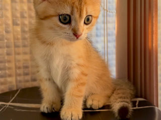 British shorthair golden shaded ,boy . foto 8