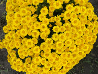 Vind crizanteme optom sau la bucata foto 4