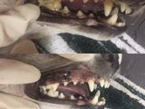 Ультрозвуковая чистка зубов для собак  в зоосалоне Kuz'ma foto 8