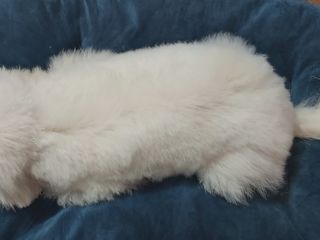 Bichon Frise cauta prietena/ Бишон Элвис ищет любовь!!