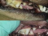 Ультрозвуковая чистка зубов для собак  в зоосалоне Kuz'ma foto 3