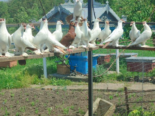 Porumbei фото 0