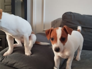 Jack Russell Terrier foto 2