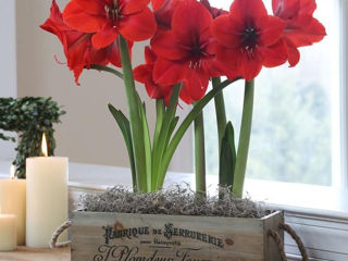 Amarilis, Hippeastrum bulbe, Гиппеаструм луковицы (амариллис) Montenegro foto 4