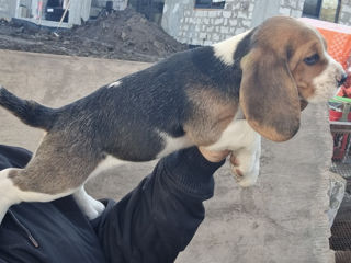 Catelusa beagle tricolor rasa pura foto 4