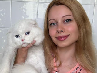 Котята от белого скоттиш фолда с голубыми глазами ! Чудо ангелочки! Продам дорого ! фото 9