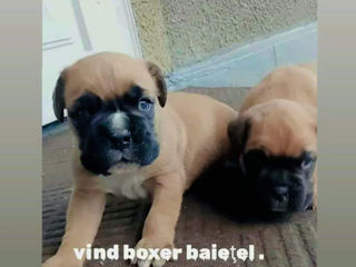 Boxer foto 3