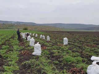 Овощные семена/seminte de legume foto 6