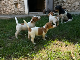 Câinișori Jack Russel Terrier foto 6